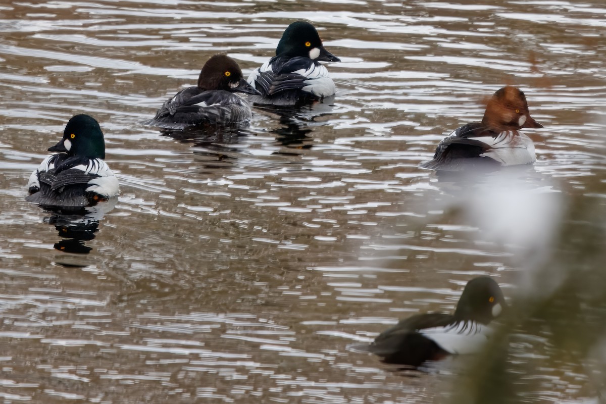 kvinand - ML646717172