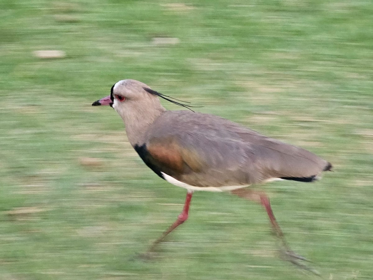 Vanneau téro - ML646717173