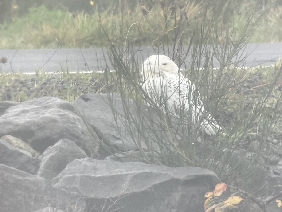 Snowy Owl - ML646717174