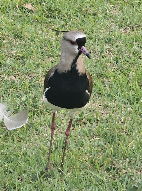 Vanneau téro - ML646717177