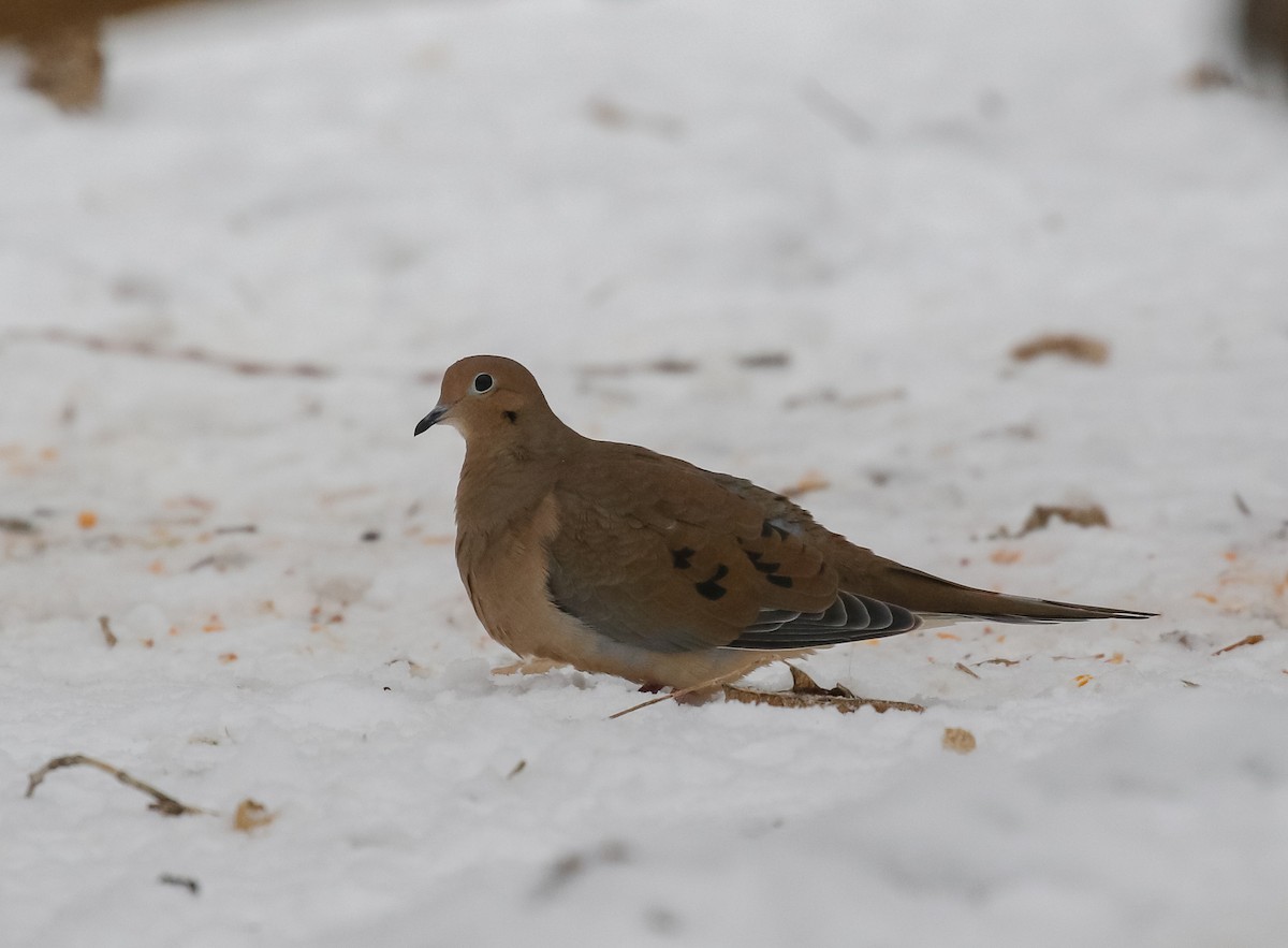 Mourning Dove - ML646717180