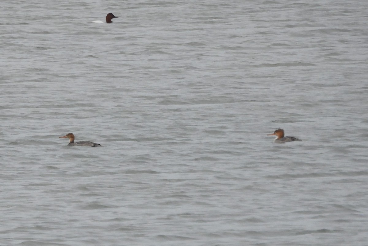 Red-breasted Merganser - ML646717181