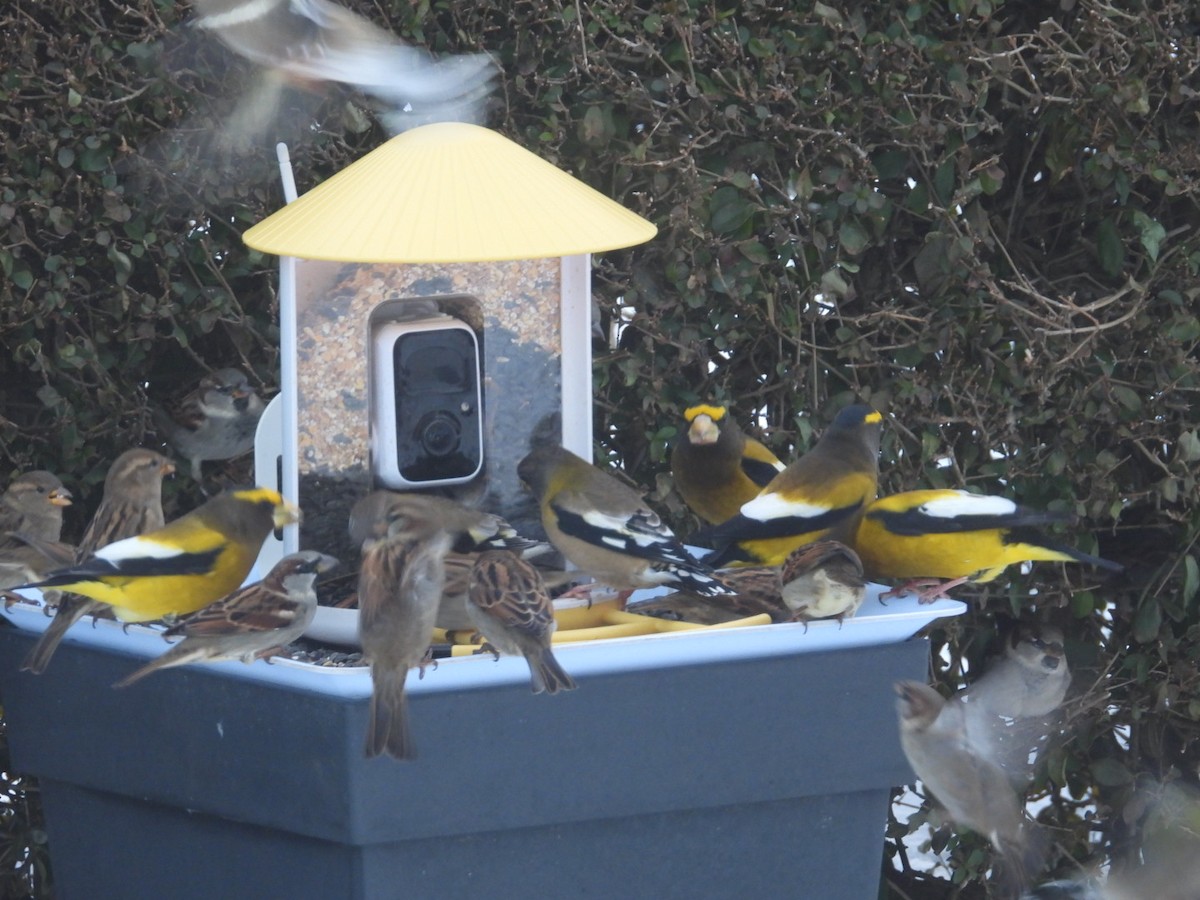 Evening Grosbeak - ML646717189