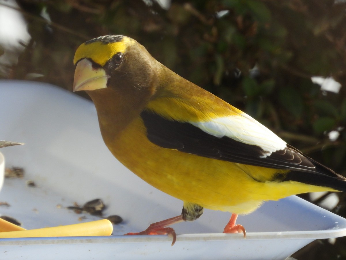 Evening Grosbeak - ML646717191