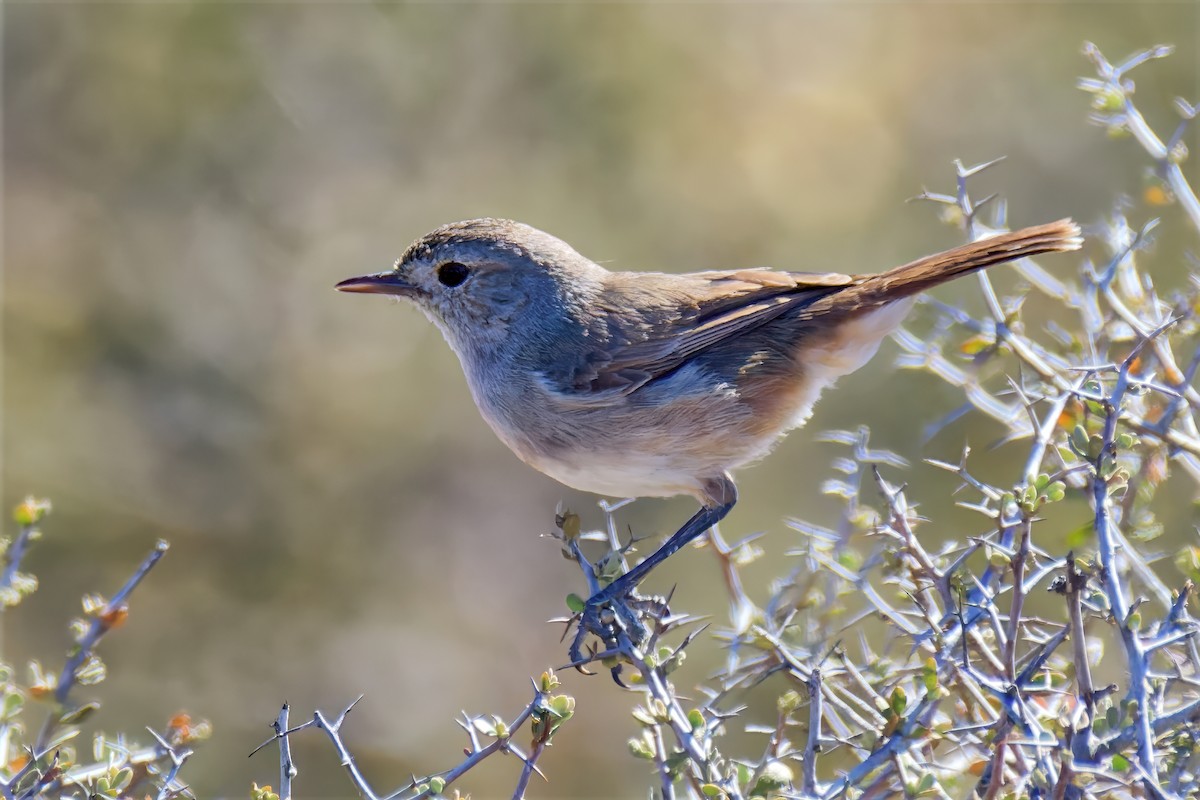 Redthroat - ML646717194