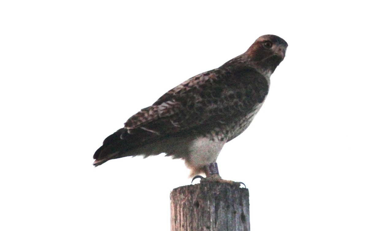 Краснохвостый канюк - ML646717195