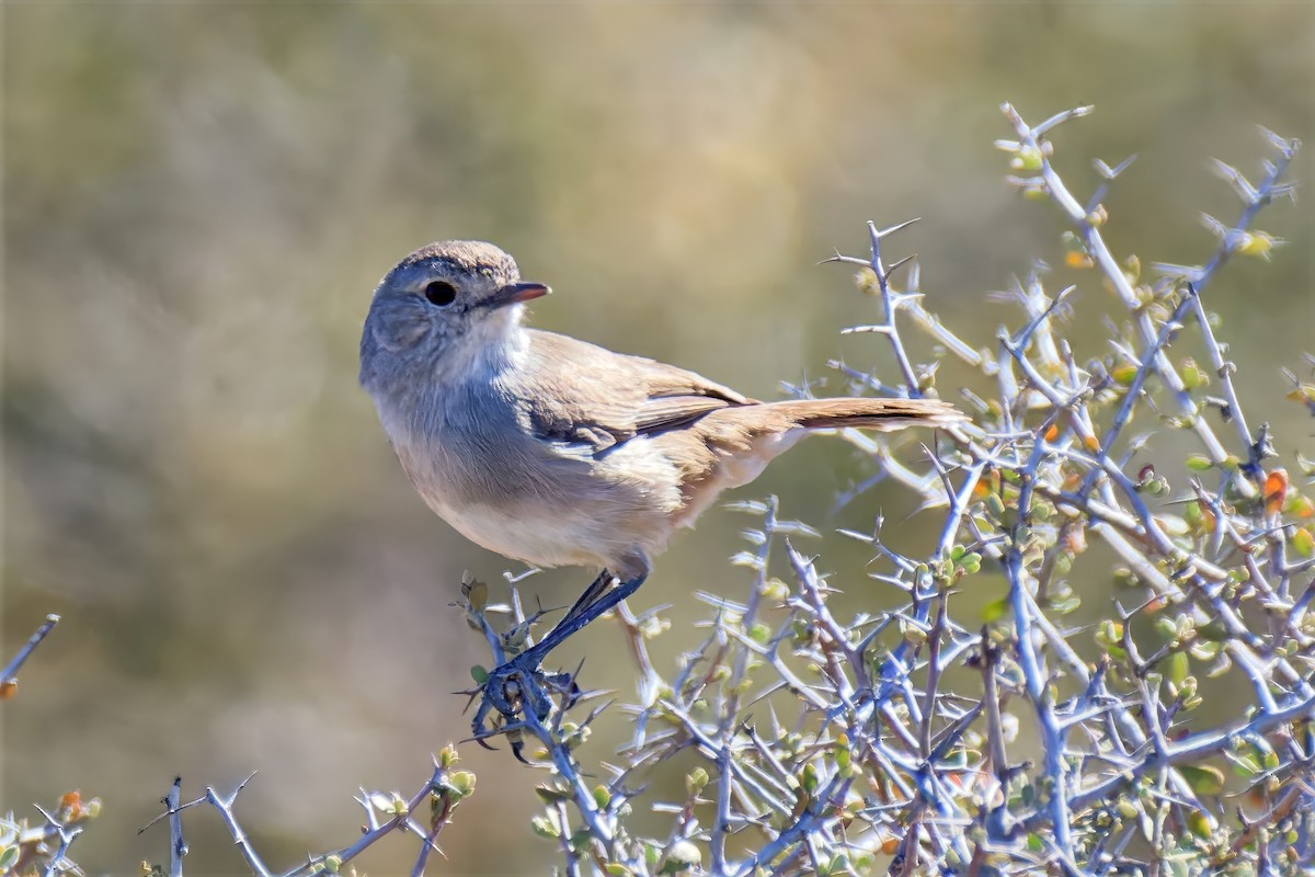 Redthroat - ML646717197