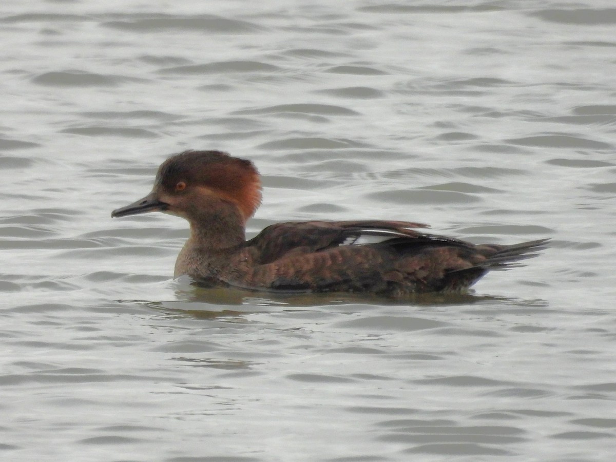 Hooded Merganser - ML646717199