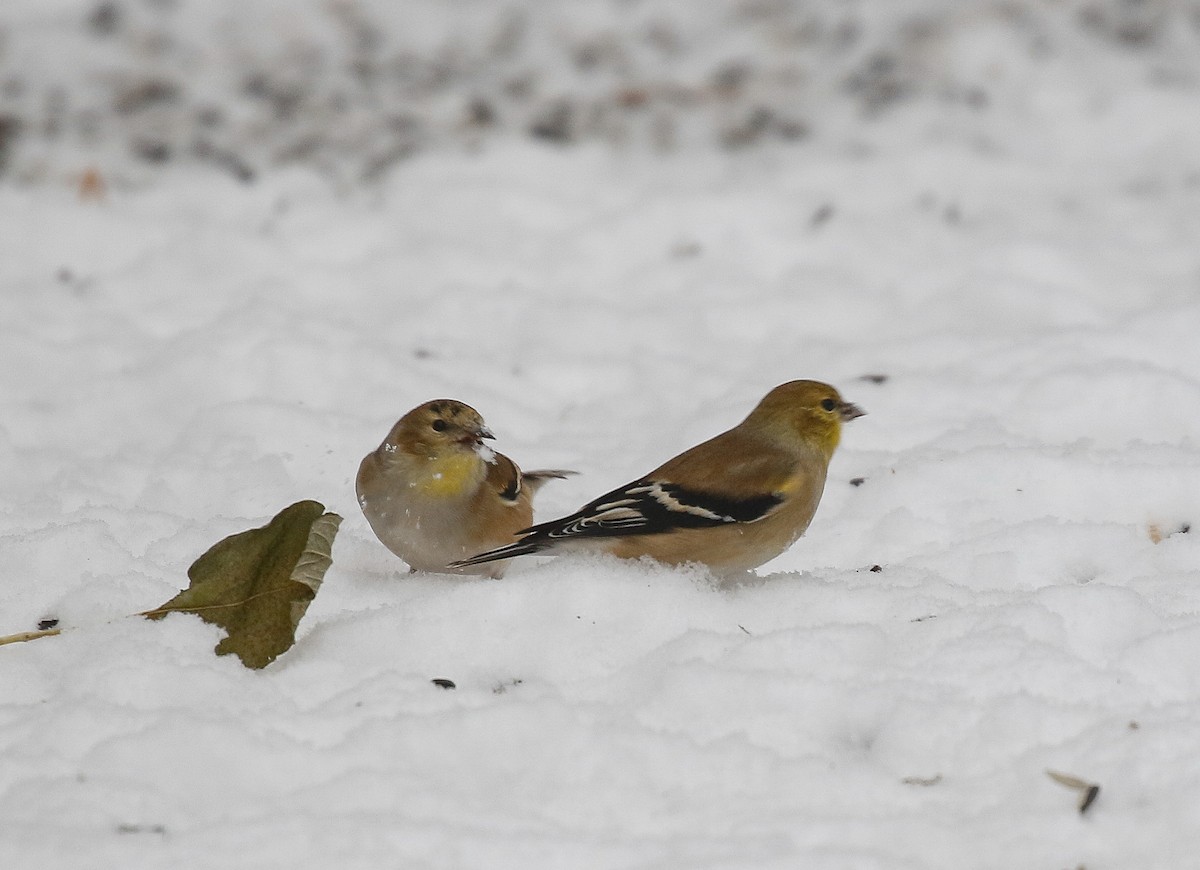Американский чиж - ML646717202