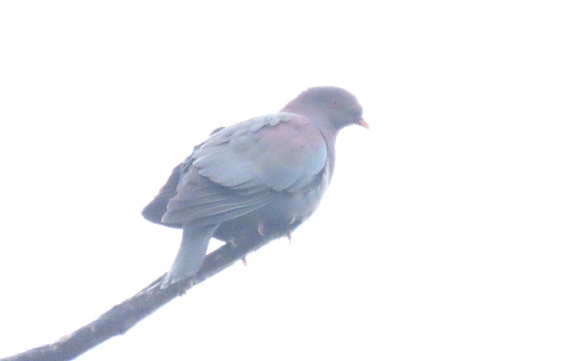 Red-billed Pigeon - ML646717204