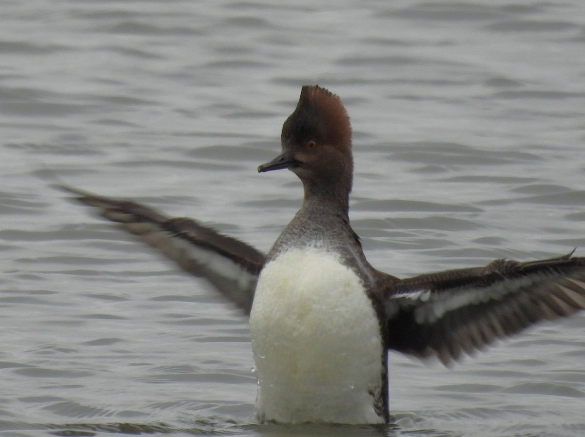 Hooded Merganser - ML646717205