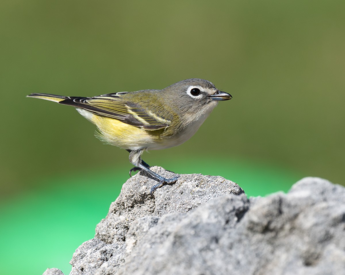Blue-headed Vireo - ML646717206
