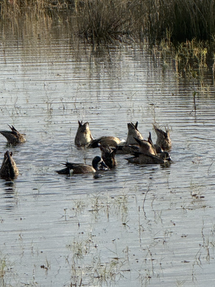 Zertzeta hegalurdina - ML646717209