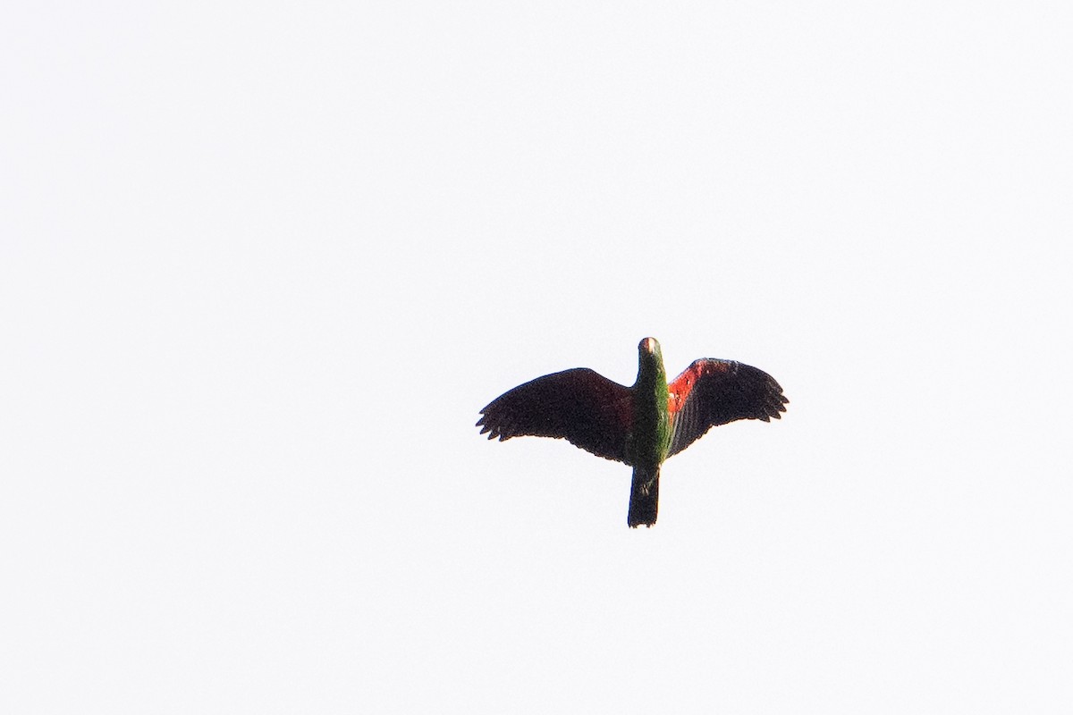 Papuan Eclectus - ML646717210