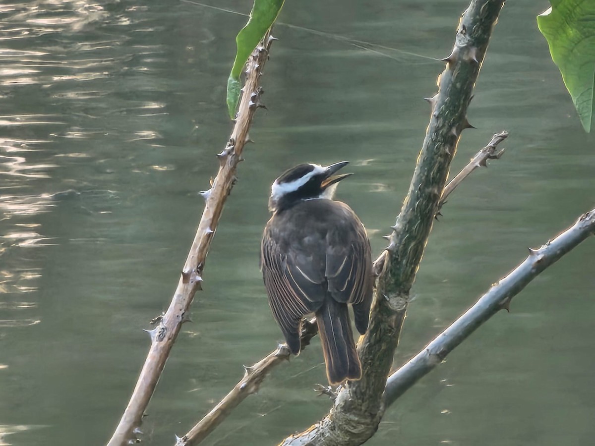 Tyran quiquivi - ML646717211