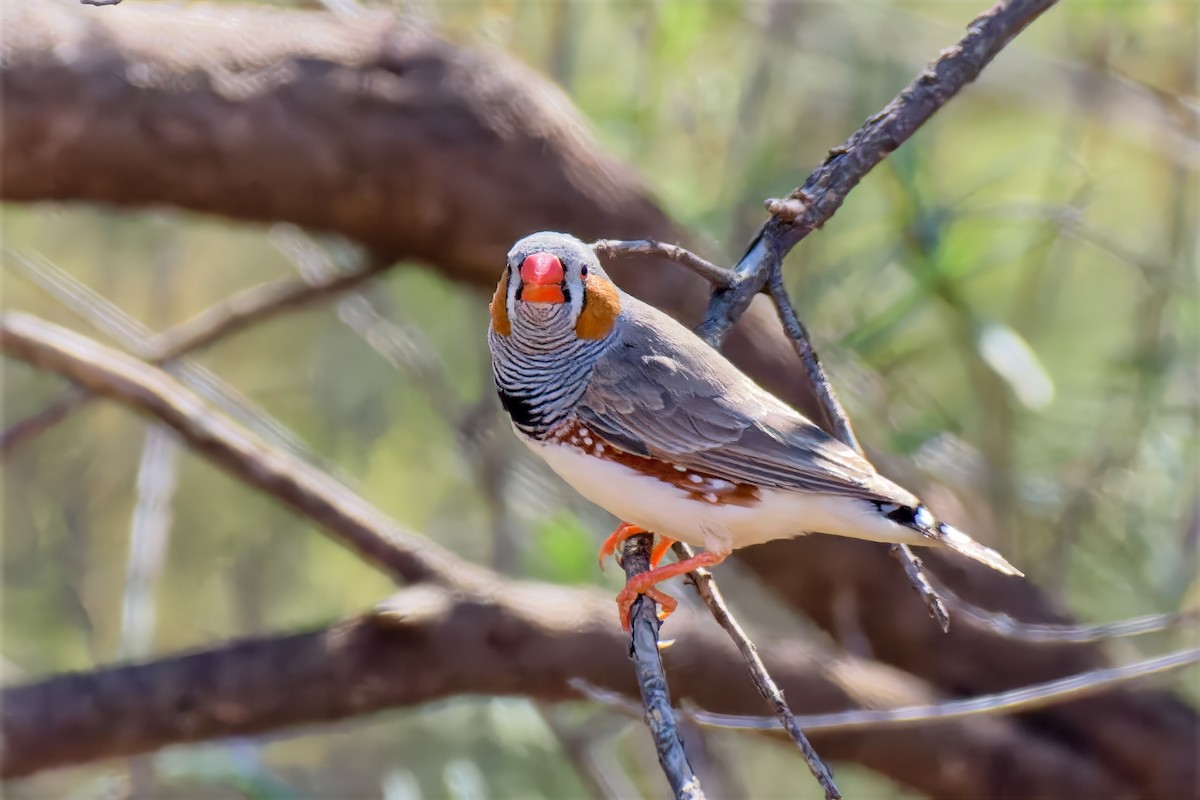 Zebra Finch (Australian) - ML646717212