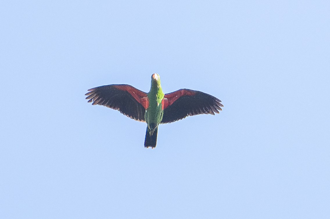 Papuan Eclectus - ML646717213
