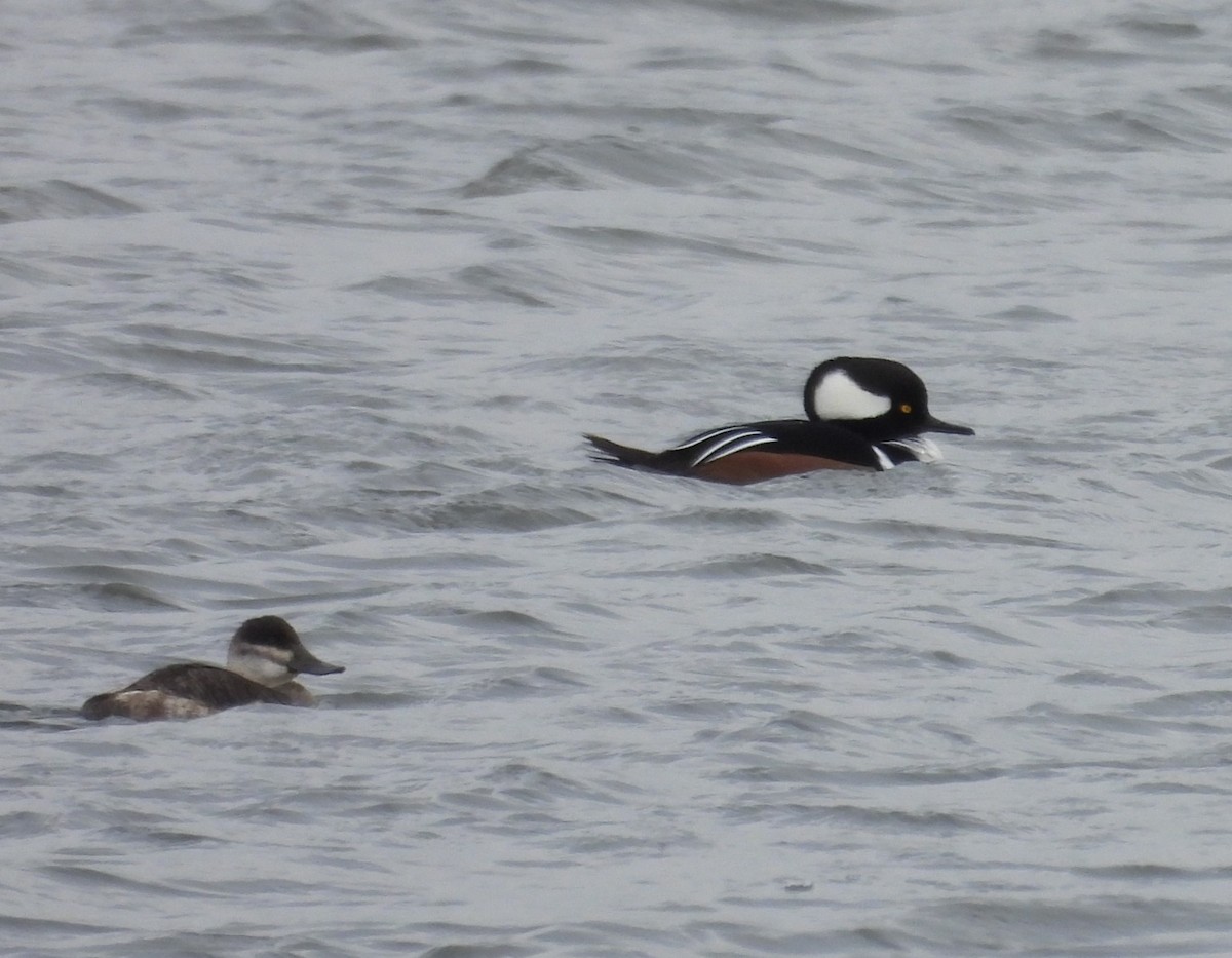 Hooded Merganser - ML646717214