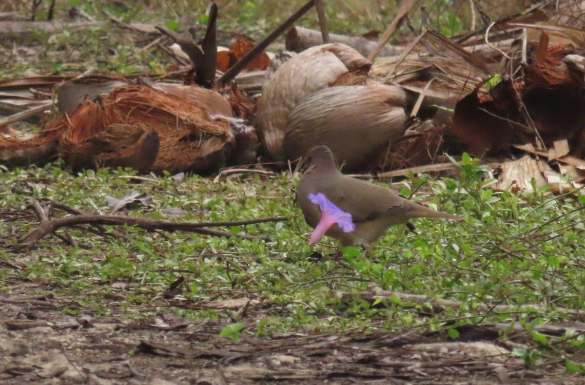 シロハラシャコバト - ML646717216