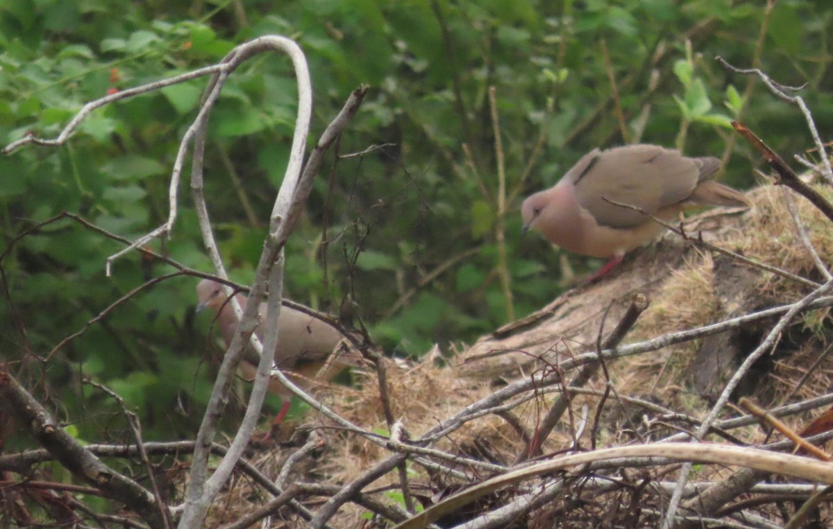 シロハラシャコバト - ML646717217