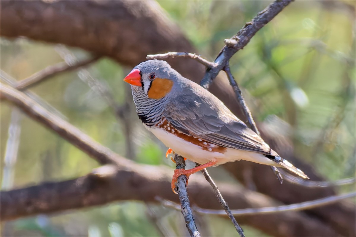 Zebra Finch (Australian) - ML646717218