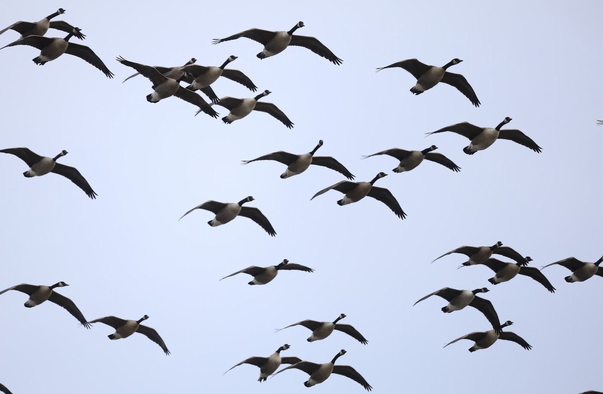 Branta kanadar handia - ML646717220