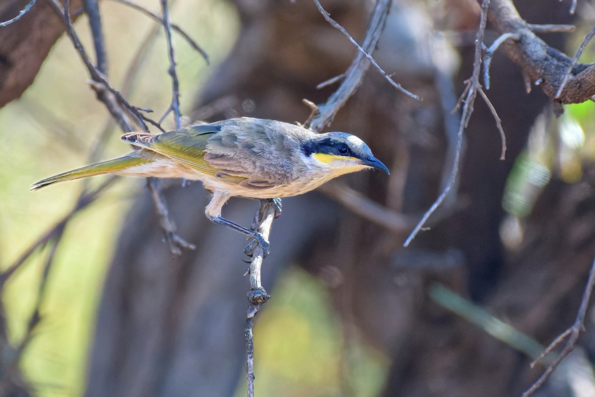 Singing Honeyeater - ML646717222