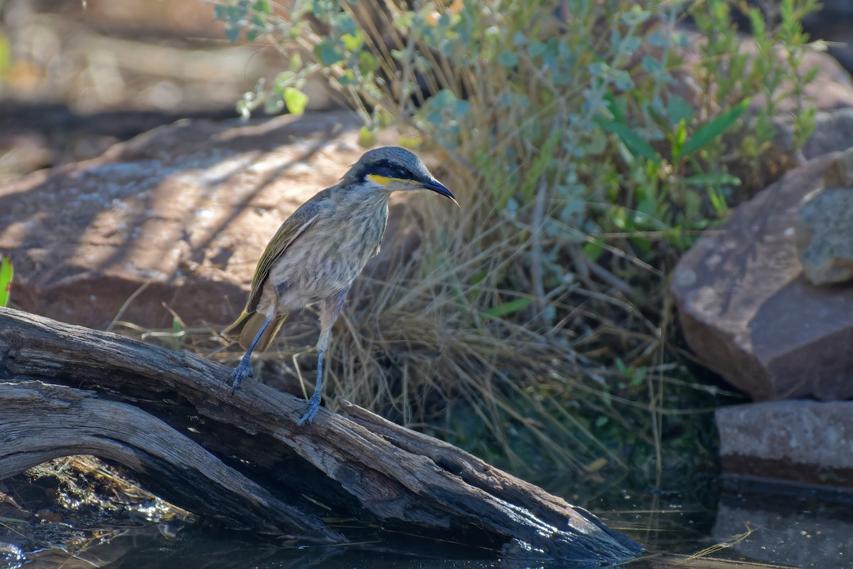 Singing Honeyeater - ML646717224