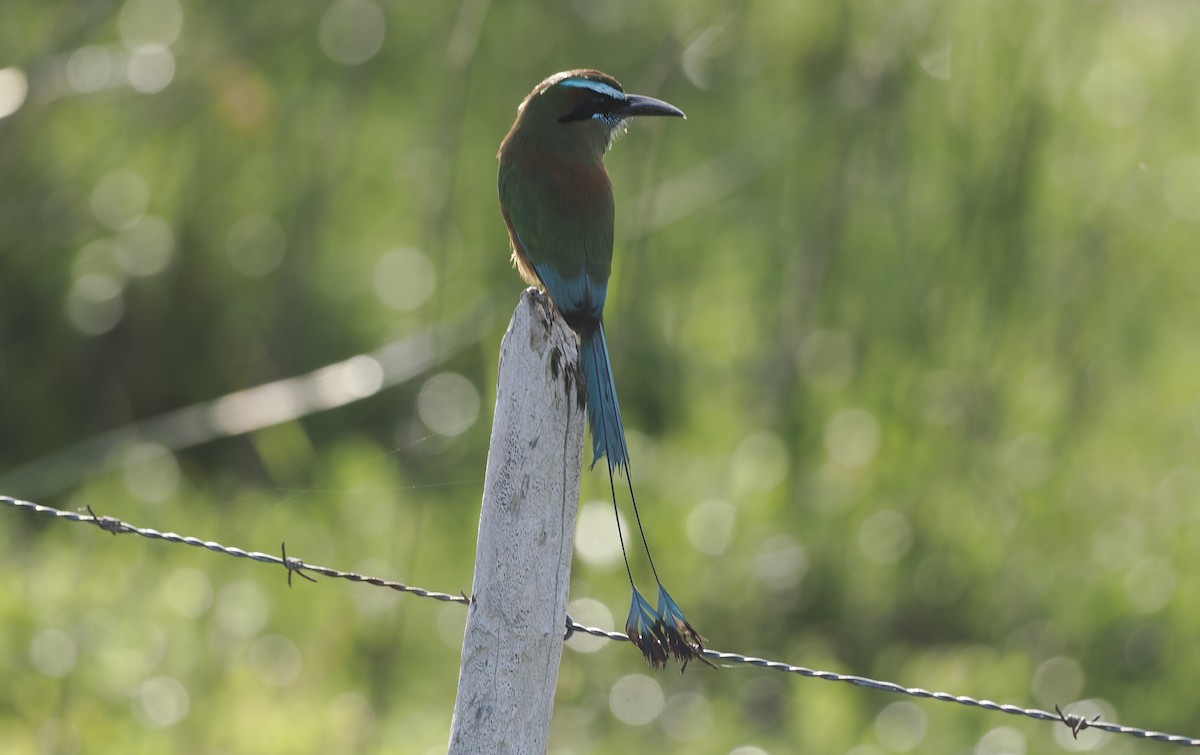 Turquoise-browed Motmot - ML646717225