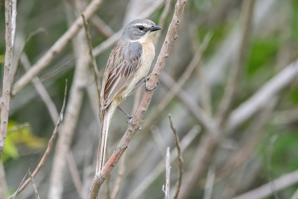 Long-tailed Reed Finch - ML646717226