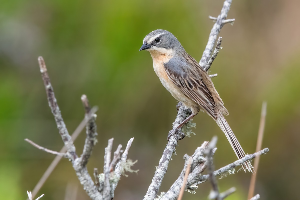 Long-tailed Reed Finch - ML646717227