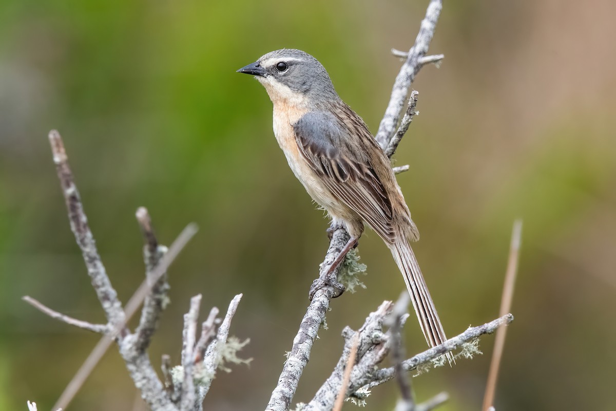 Long-tailed Reed Finch - ML646717228