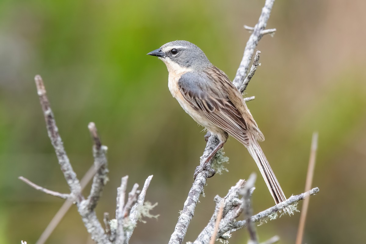 Long-tailed Reed Finch - ML646717229