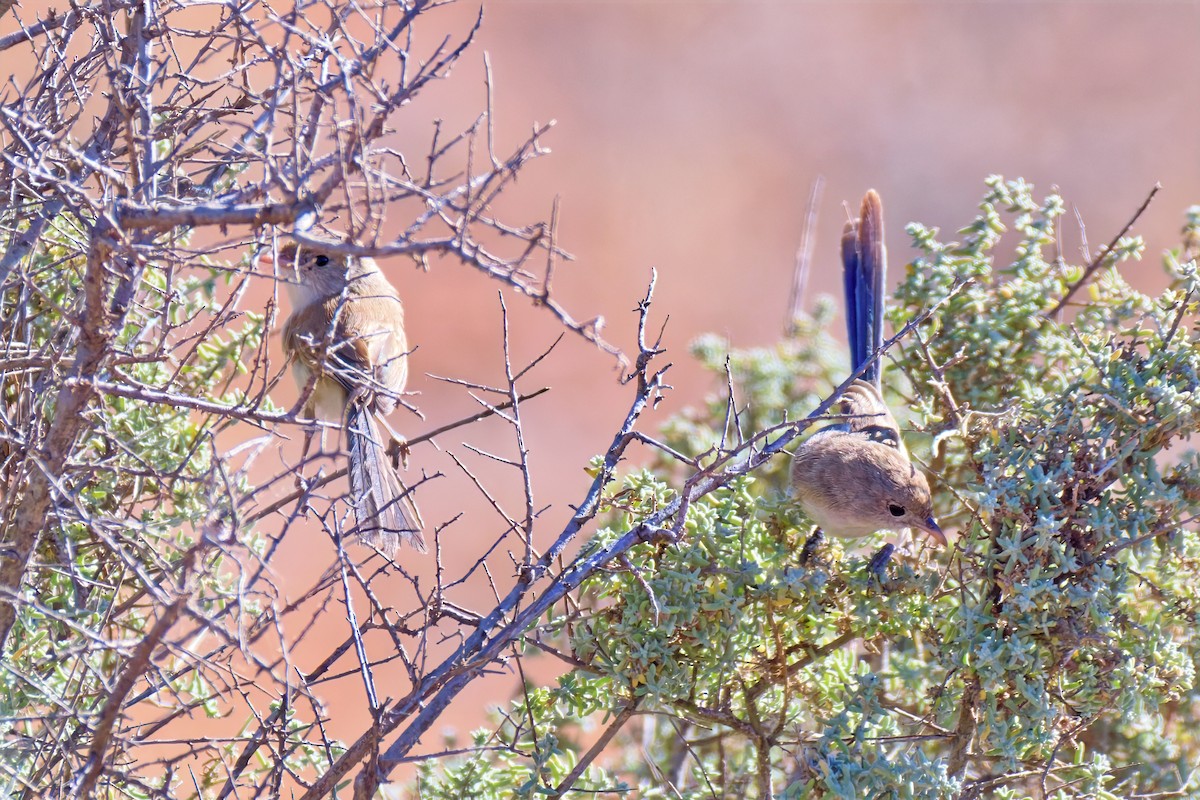 White-winged Fairywren (Blue-and-white) - ML646717231