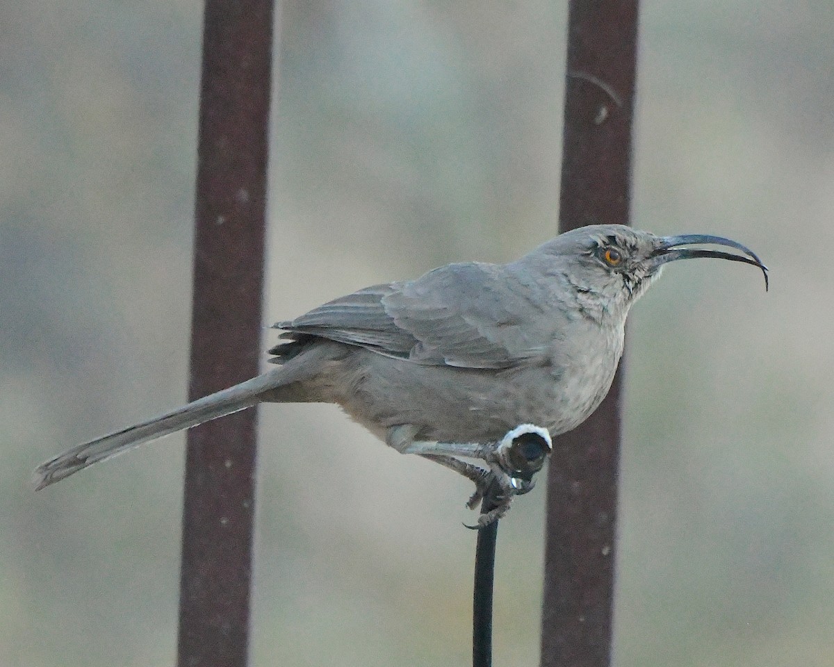 Curve-billed Thrasher - ML646717232