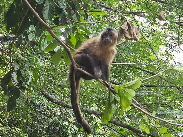 Animaux - ML646717234