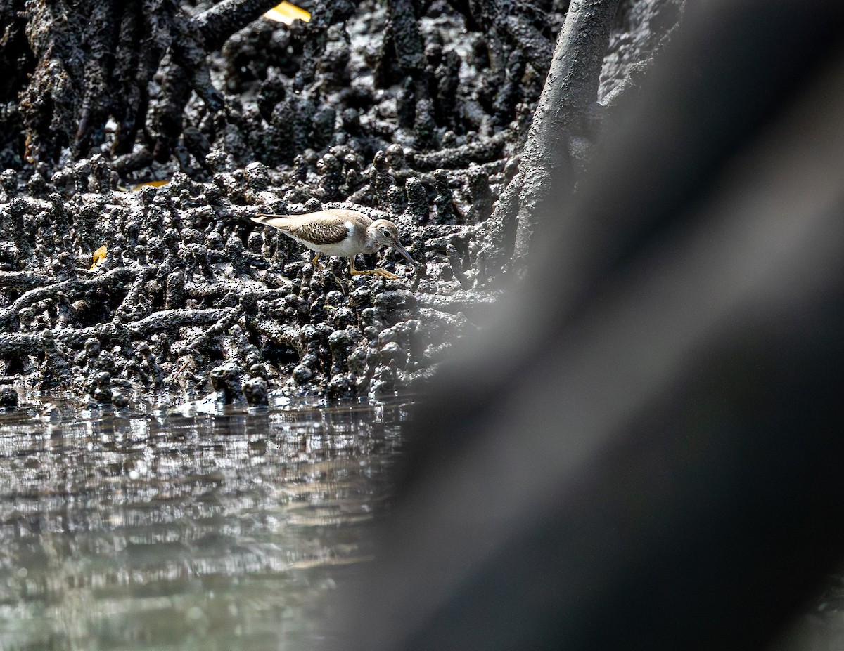 Benekli Düdükçün - ML646717235