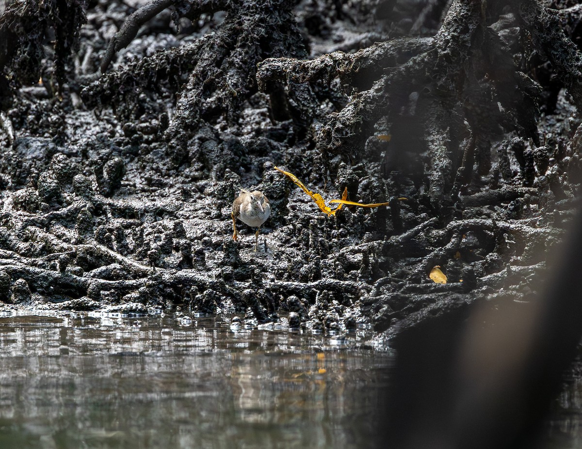 Benekli Düdükçün - ML646717236