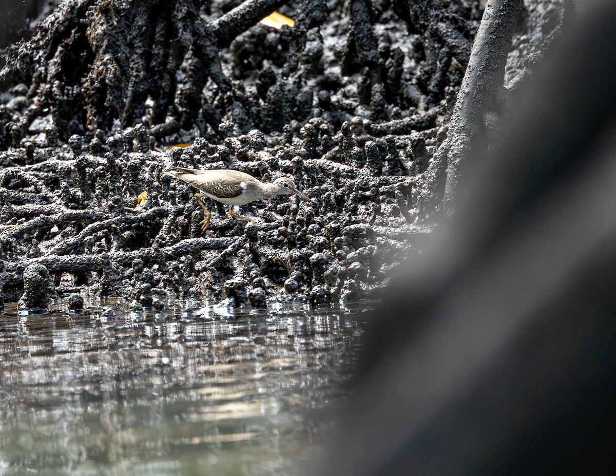 Benekli Düdükçün - ML646717237