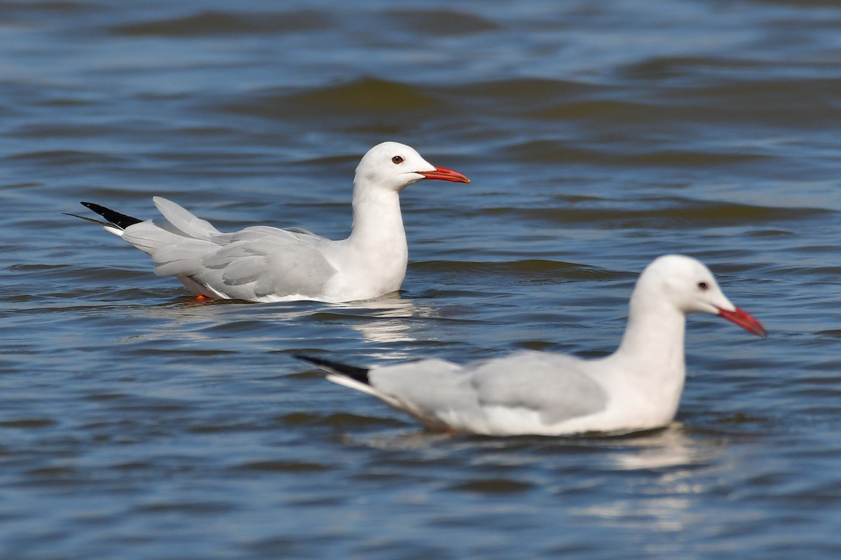 Slender-billed Gull - ML646717240