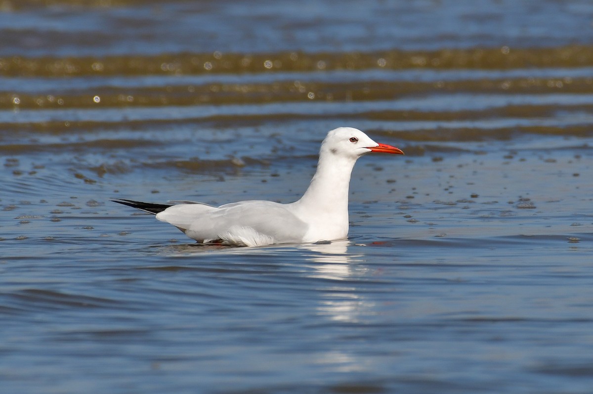 Slender-billed Gull - ML646717241