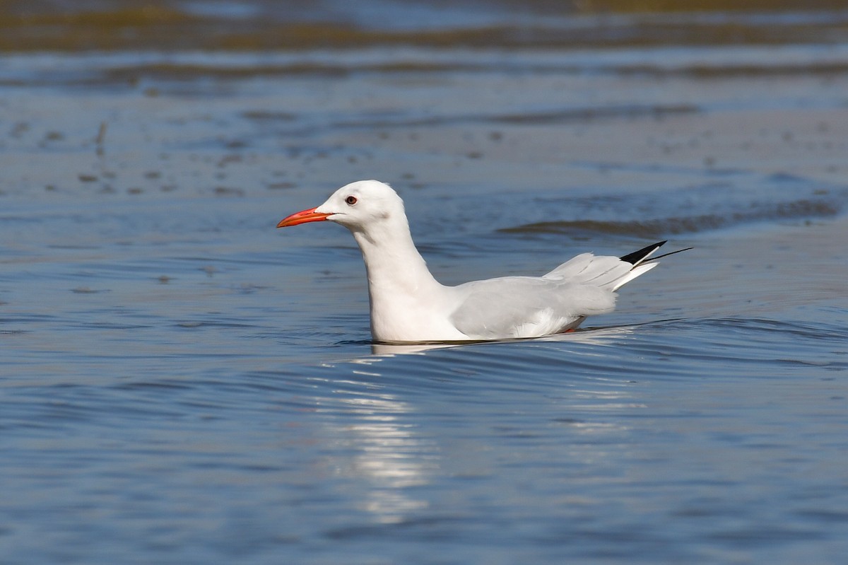 Slender-billed Gull - ML646717243