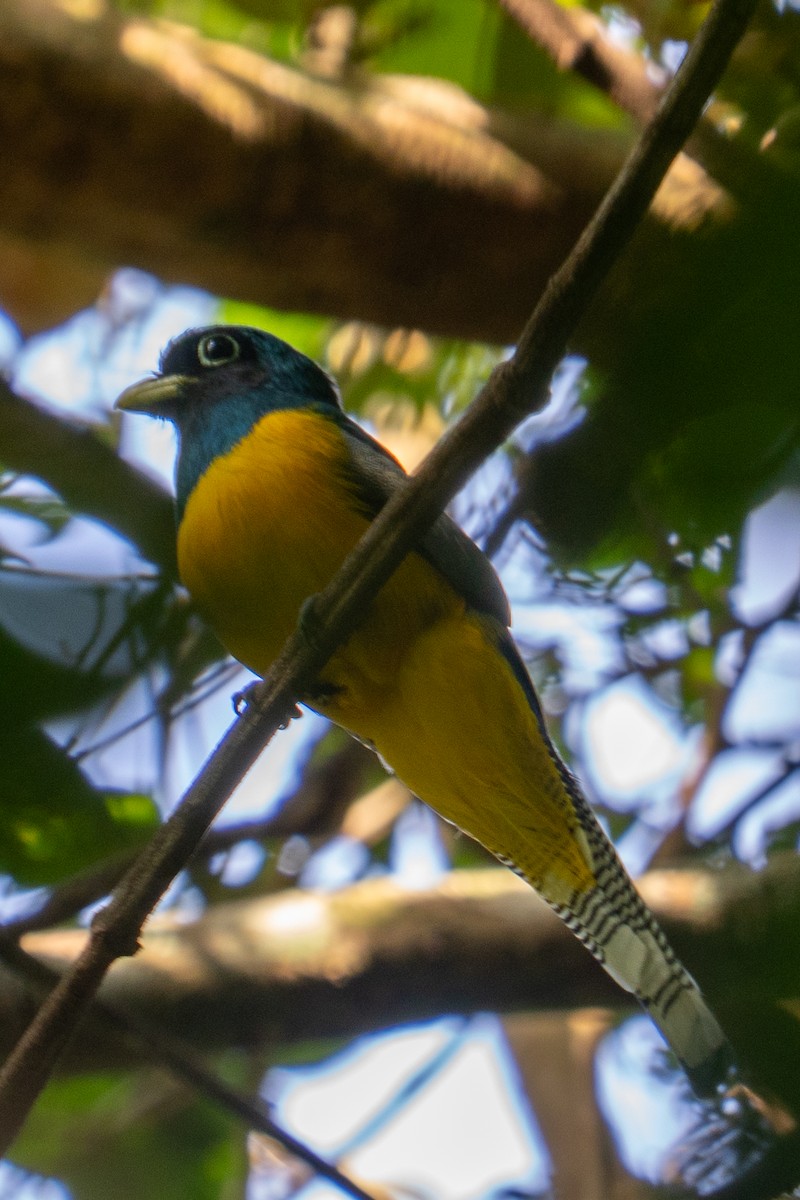 Amazonian Black-throated Trogon - ML646717244