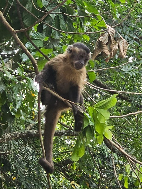 Animaux - ML646717245