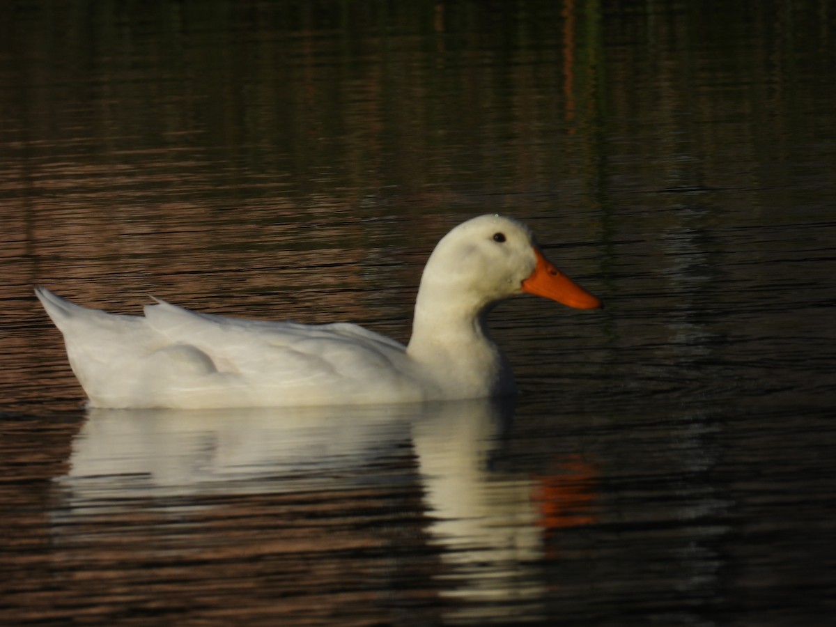 Кряква (Одомашенного типа) - ML646717260