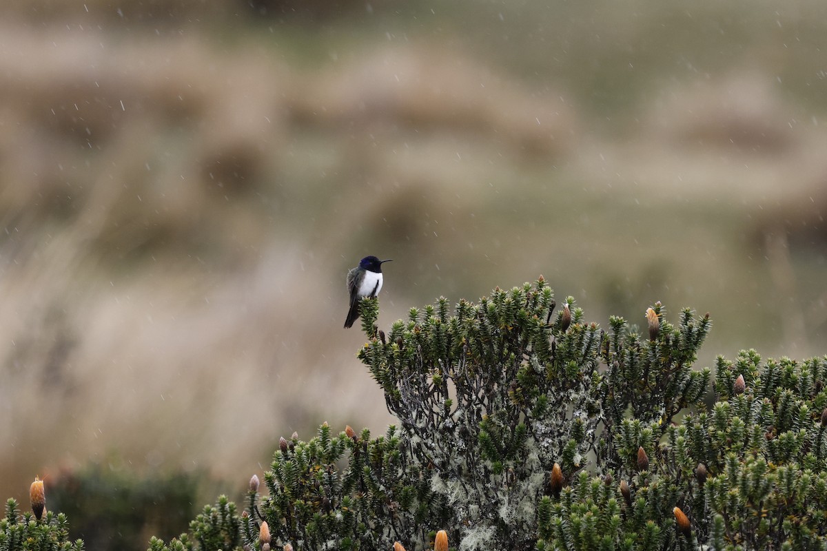 Ecuadorian Hillstar - ML646717264