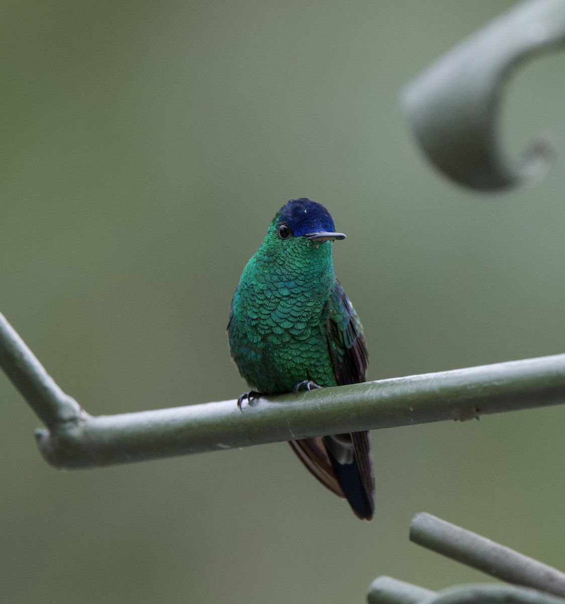 ルリボウシエメラルドハチドリ - ML646717266