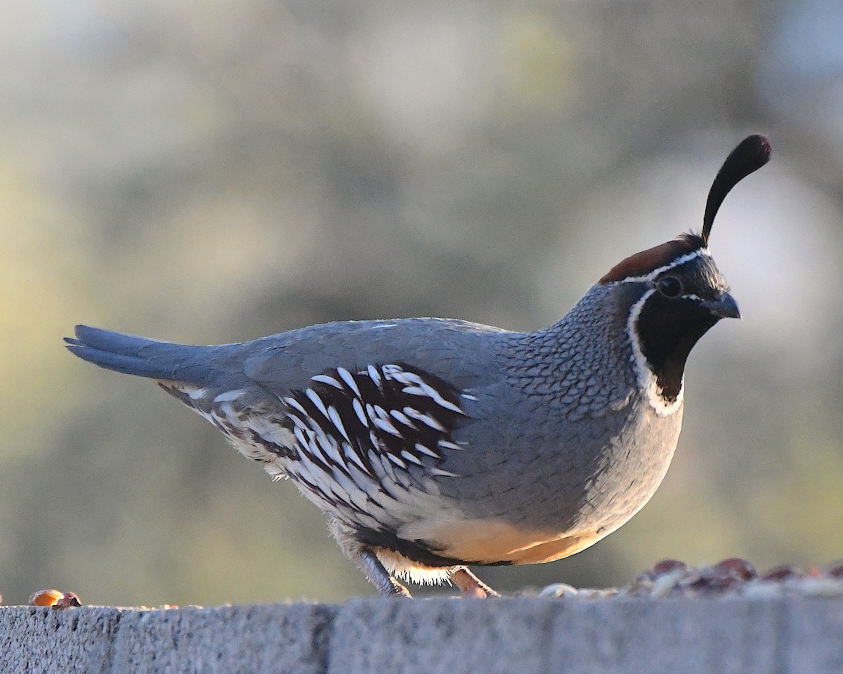 Gambel's Quail - ML646717275