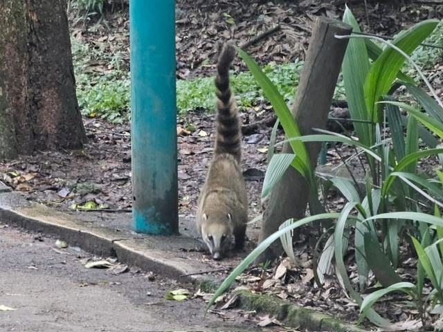 Animaux - ML646717276