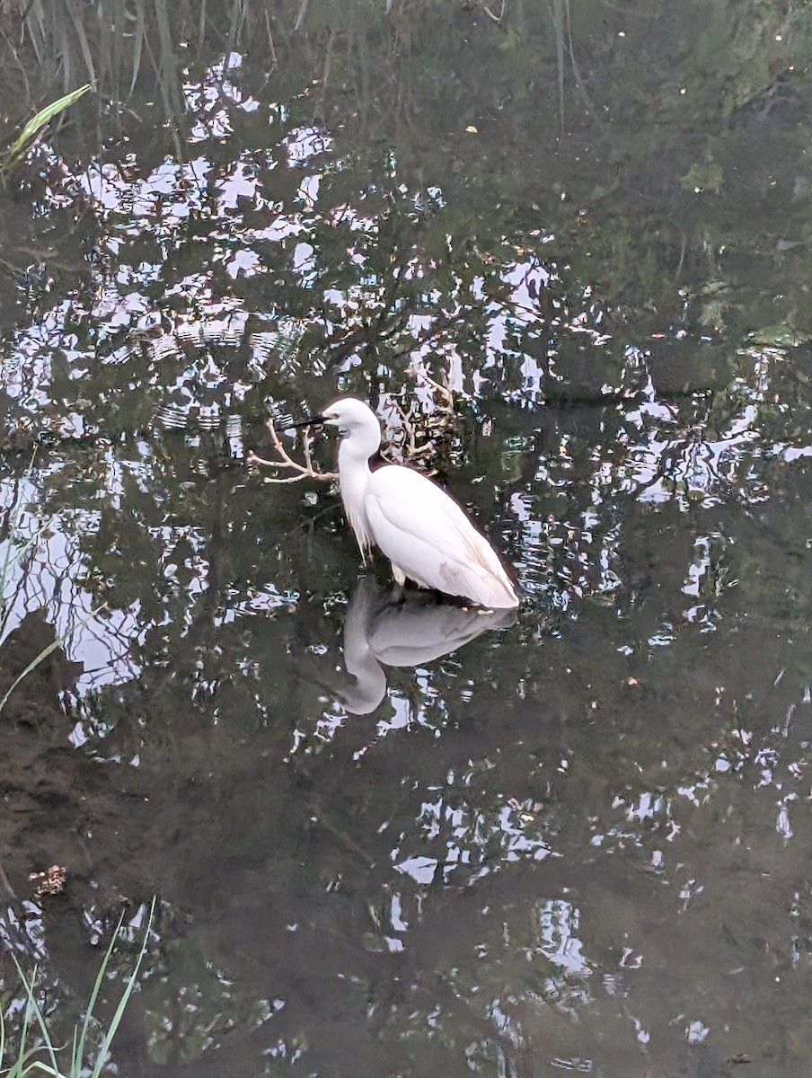 Little Egret - ML646717277